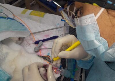 odontología veterinaria Lugo