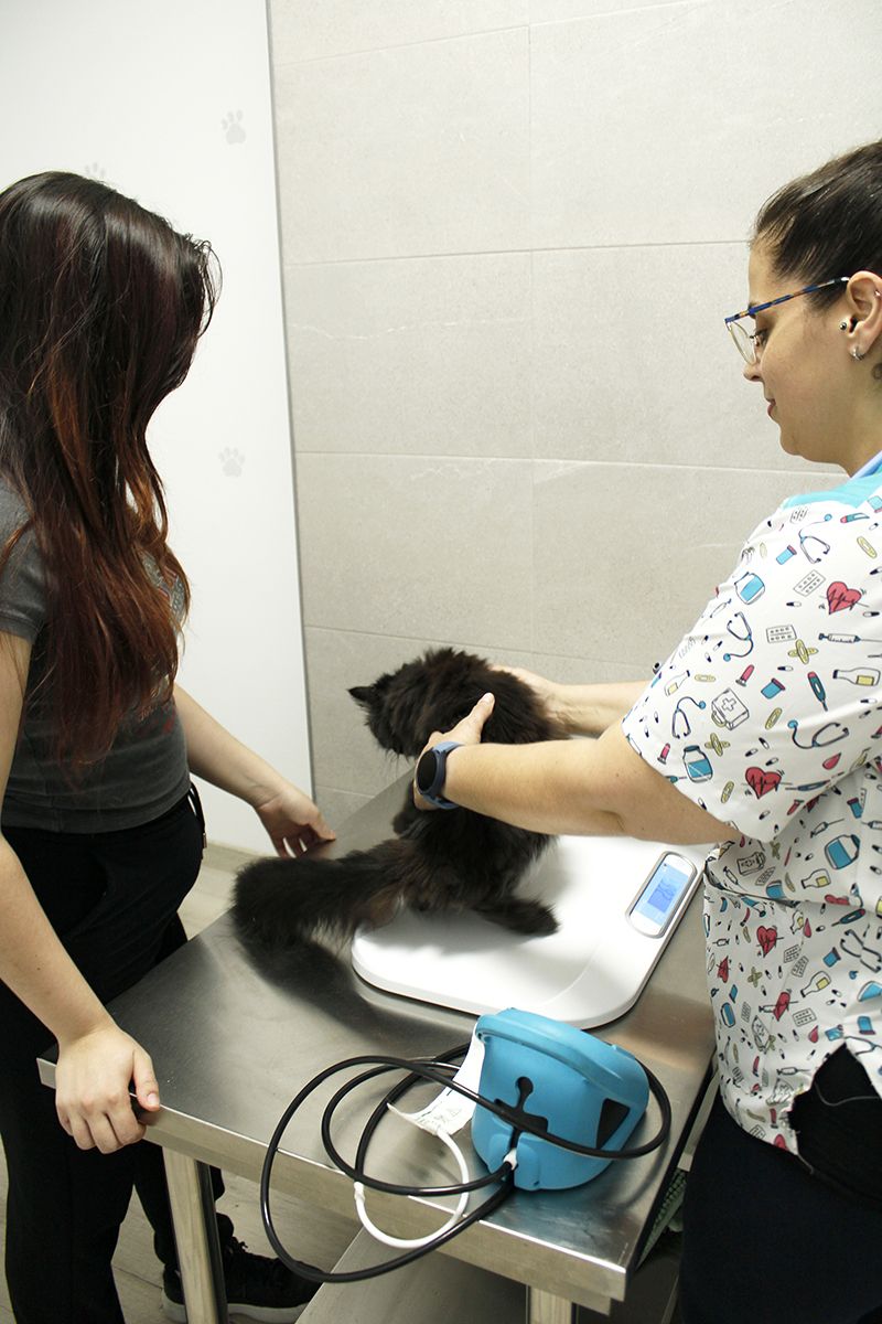 veterinario lugo para gatos veterinario gatos lugo